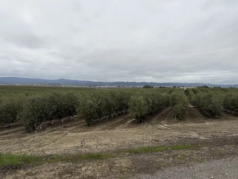 Explotación de olivar y entorno 1