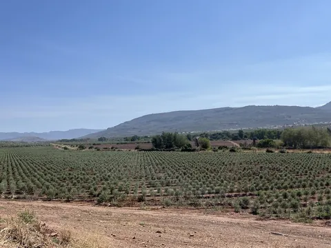 Explotación de olivar y entorno 6