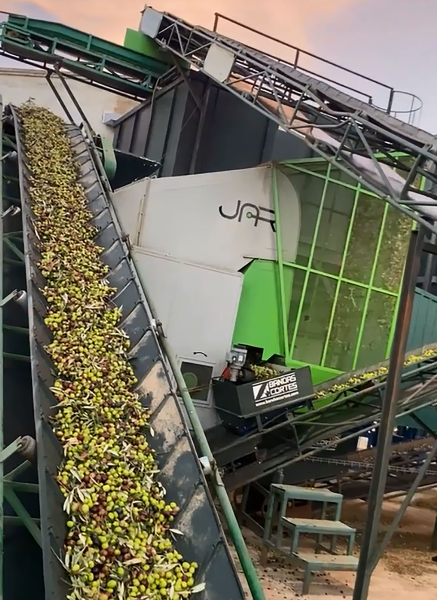 De la aceituna al aceite: qué ocurre en una almazara y cómo se mide la calidad