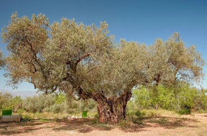 El olivo en España: historia, mapa productivo, cifras recientes y retos de futuro