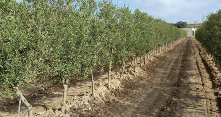 El Olivar Superintensivo en Secano: El Modelo que Nadie Está Contando Bien